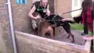 RSPCA Video  The Dog Rescuers Episode 5 [upl. by Nov]