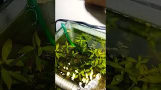 diy canister filter amp diy co2 planted fishtank ahnaf plantedtank river [upl. by Ahsile504]