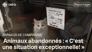 Le nombre danimaux abandonnés en forte augmentation à Rimouski [upl. by Eibur]