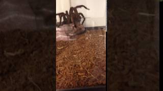 Goliath Birdeater In Action [upl. by Eirotal]