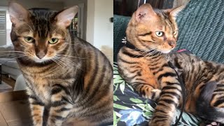 TOYGER CATS 2021 [upl. by Lars]