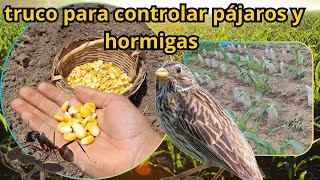 🤑Como sembrar MAÍZ en casa PASO a PASO🌽🌽🤠 CULTIVO de maíz en la huerta [upl. by Elmaleh953]