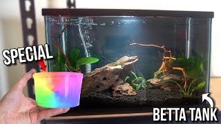 NEW SPECIAL COLOR CHANGING BETTA ONLY FISH TANK AQUARIUM SETUP [upl. by Atinauj719]