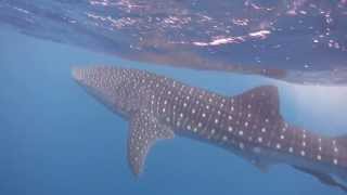 Placencia Belize Whale Sharks  On tour with Ray Caye Island Resort [upl. by Sevy]