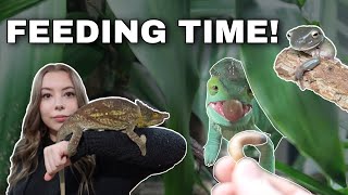 Feeding My Chameleons Geckos And Frog  Feeding Vlog [upl. by Tzong]