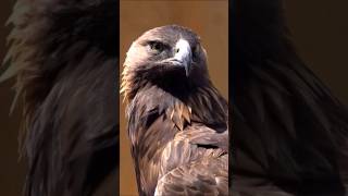 La majestuosidad de las águilas en vuelo 🦅 Águilas Eagles VidaSalvaje Wildlife [upl. by Esinej]