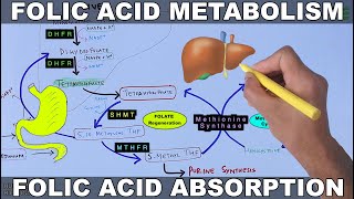 Folic Acid Metabolism  Folate Cycle [upl. by Margherita518]