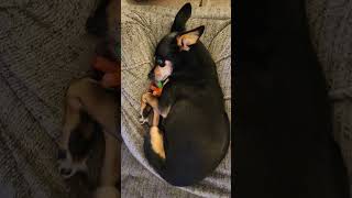 How a miniature Doberman Pinscher sleeps [upl. by Seafowl]