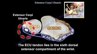 Extensor Carpi Ulnaris  Everything You Need To Know  Dr Nabil Ebraheim [upl. by Geof578]