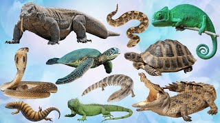 Reptiles  Reptiles Names  Reptiles for Kids  Reptiles animals for toddlers [upl. by Nnaeirb]