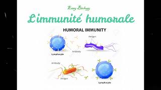 Immunologie  Limmunité humorale بالدارجة [upl. by Aglo]