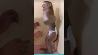 The Most Hilarious Monkey Moments monkey funny animals [upl. by Krystalle]