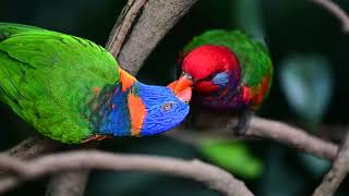 Lorikeets eating in a tree [upl. by Mrots]