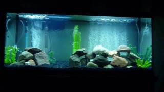 New 55 Gallon African Cichlid Aquarium [upl. by Medrek424]