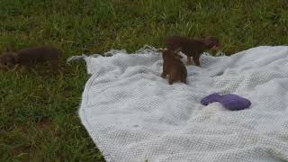 Mini Pinscher Puppies For Sale [upl. by Lejeune]