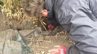 How to remove dig up clumping Bamboo for transplanting [upl. by Eisaj78]