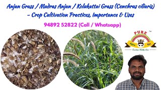 Anjan  Kolukattai  Buffel Grass Cenchrus ciliaris  Cultivation Practices Importance amp Uses [upl. by Engedus]