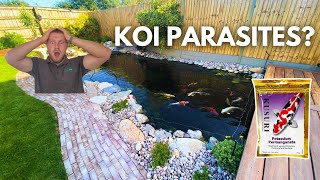 Treating Koi issues Potential Parasites [upl. by Leibrag]