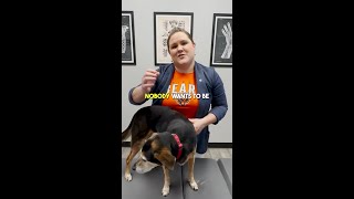 Signs of Hip Dysplasia in dogs chiropractor shorts [upl. by Sirrah]