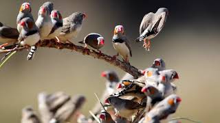 Zebra finches in Australia [upl. by Lenssen]