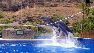 Dolphin Show  Five Dolphins perform High jumps Great speed and underwater tricks [upl. by Yatnohs]