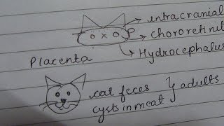 Toxoplasma gondii mnemonic [upl. by Gavrila]