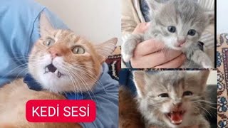 GERÇEK KEDİ SESİ Kedi sesi Kedi çağırma sesi [upl. by Lyrahs]