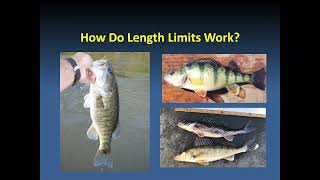 Bass Growth and Mortality Determine If Length Limits Work [upl. by Vanzant774]