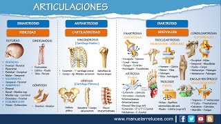 ARTICULACIONES  Morfofisiología [upl. by Skantze967]