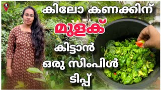 How to increase chilly yield in malayalam  mulak krishi muradipp maran  Growbag chilli growth [upl. by Odnamra]