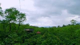 Relaxing Video Coffee Farm with Bird Sound [upl. by Ekusoyr340]