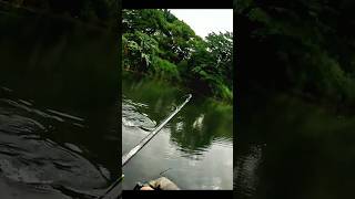 Fishing for giant snakehead fish in abandoned pond fishing [upl. by Oirogerg]