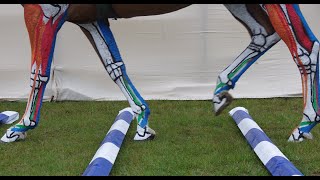 Horse Anatomy  Lower Leg Tendons and Ligaments Jumping [upl. by Cody]