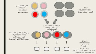 Monoclonal Antibodies الاجسام المضادة وحيدة النسيلة [upl. by Erdnua884]