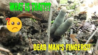 Dead Mans Fingers Mushroom Xylaria polymorpha [upl. by Keener611]