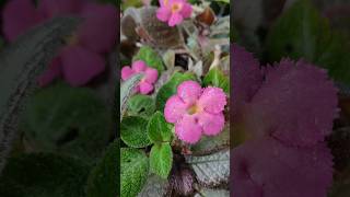 episcia❤️❤️indoorplantnursery garden shortvedio [upl. by Rox]