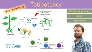 Totipotency cellular totipotency Differentiation Dedifferentiation Redifferentiation [upl. by Thier]