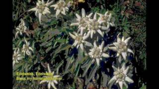 فرهاد  گل یخ Edelweiss  Farhad Gole Yakh [upl. by Hakaber476]