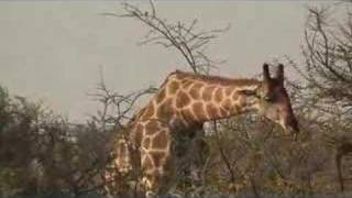 giraffes in Etosha national park Namibia [upl. by Errecart]