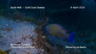 Blackspot Tuskfish Choerodon schoenleinii South Wall Gold Coast Seaway QLD Australia [upl. by Ritter]