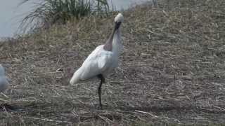 黑臉琵鷺 Black faced Spoonbill [upl. by Ardnikat]