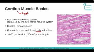 Cardiac Muscle Basics and Anatomy [upl. by Ennahgiel509]