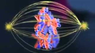 Biology Meiosis cell division [upl. by Profant]