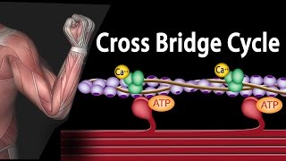 Muscle Contraction  Cross Bridge Cycle Animation [upl. by Dacie42]