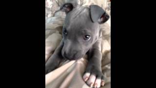 Blue Staffy Puppy [upl. by Rowe]