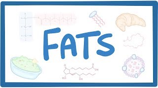 Fats  biochemistry [upl. by Chassin]