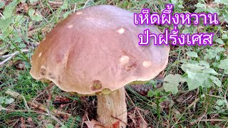 ฤดูเก็บเห็ดผึ้งหวานเก็บเห็ดผึ้งหวานที่ฝรั่งเศสเก็บเห็ดในต่างแดนCèpes 🍄🍄 [upl. by Mcgurn151]