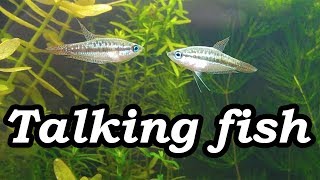 Real Talking Fish Sparkling Pygmy Gourami Croaking No filter No CO2 NO Ferts 5 Gallon Nano Tank [upl. by Barthel142]