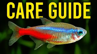 Neon Tetra Care Guide  Aquarium CoOp [upl. by Ninazan282]