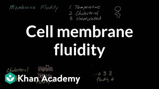 Cell membrane fluidity  Cells  MCAT  Khan Academy [upl. by Norit]